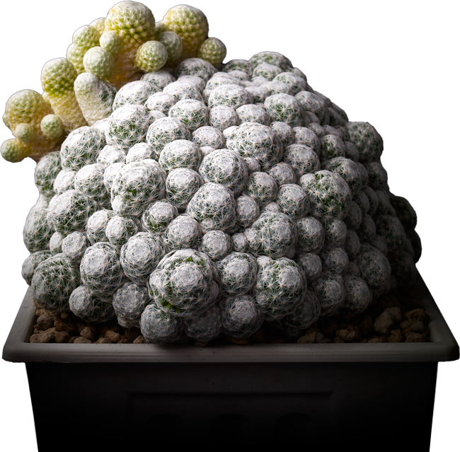 home-section-cactus-dicut